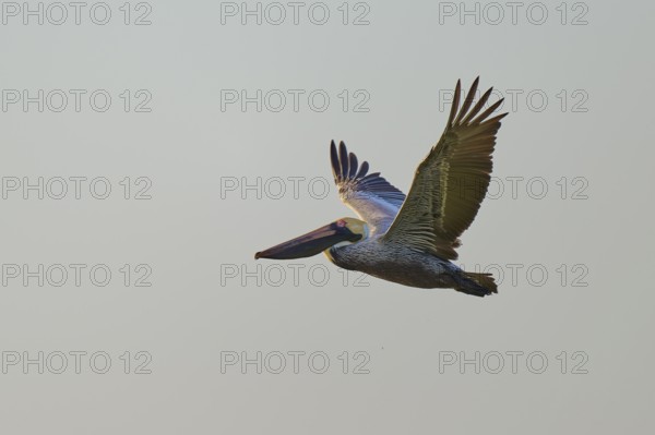 Pelican flying majestically with outstretched wings against a bright sky, Brown Pelican, (Pelecanus occidentalis), Everglades National Park, Florida, USA