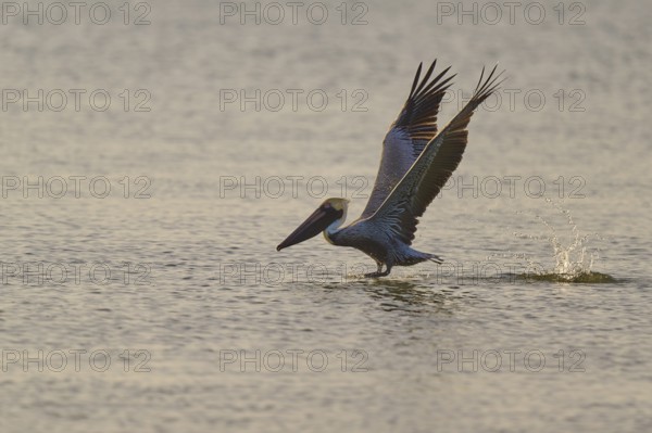 Pelican landing on the water with splashing waves, Brown Pelican, (Pelecanus occidentalis), Everglades National Park, Florida, USA