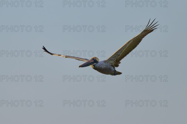 A pelican sails in the clear blue sky, Brown Pelican, (Pelecanus occidentalis), Everglades National Park, Florida, USA
