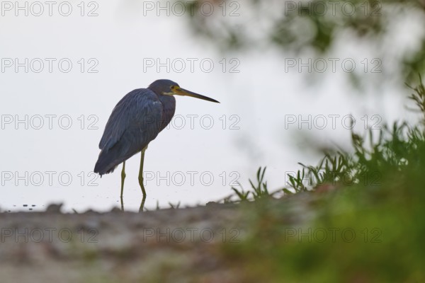 A heron stands on the shore of a body of water in a peaceful natural setting, Tricoloured Heron (Egretta tricolor), Everglades National Park, Florida, USA