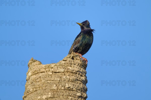 A starling resting on a tree stump against a clear blue sky, Starling (sturnus vulgaris), Flamingo, Everglades National Park, Florida, USA