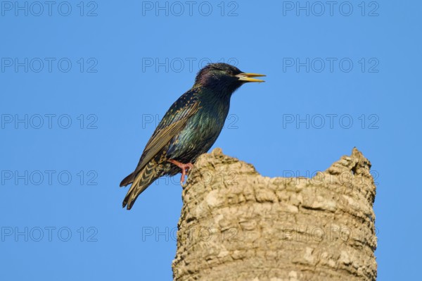 A starling sitting sideways on a tree stump, surrounded by blue sky, Starling (sturnus vulgaris), Flamingo, Everglades National Park, Florida, USA