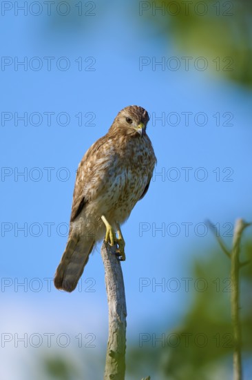 A bird of prey sits attentively on a branch against a clear blue sky, Brown Pelican, (Pelecanus occidentalis), Everglades National Park, Florida, USA