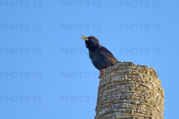 A starling singing on a tree stump against a clear blue sky, Starling (sturnus vulgaris), Flamingo, Everglades National Park, Florida, USA