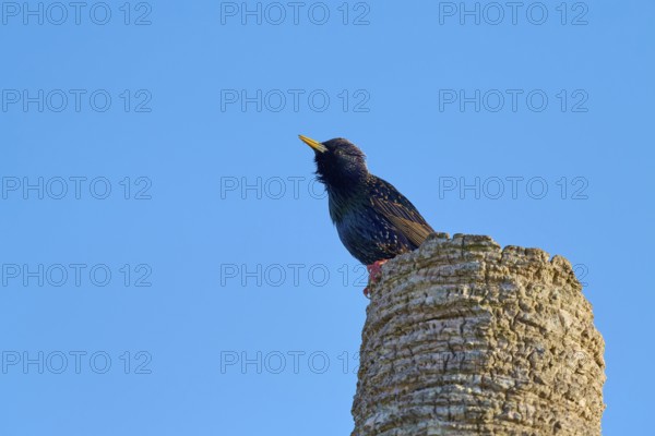 A starling sitting on a tree stump against a clear blue sky, Starling (sturnus vulgaris), Flamingo, Everglades National Park, Florida, USA