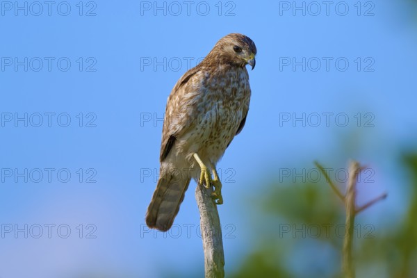 A bird of prey perched on a branch, against a blue sky and surrounded by green vegetation, Red-shouldered Hawk (Buteo lineatus), Flamingo, Everglades National Park, Florida, USA