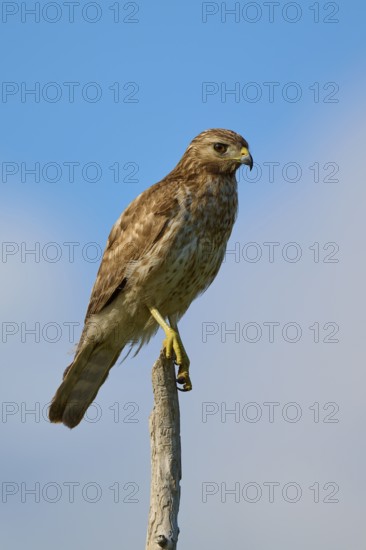 Close-up of a bird of prey on a branch against a clear sky, Red-shouldered Hawk (Buteo lineatus), Flamingo, Everglades National Park, Florida, USA