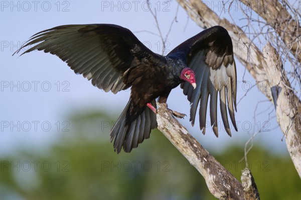 A vulture with outstretched wings on a tree against the sky, Turkey Vulture (Cathartes aura), Flamingo, Everglades National Park, Florida, USA