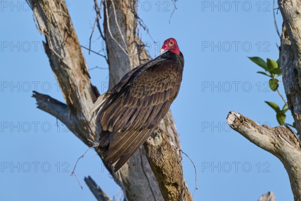 A vulture sitting on a bare branch under a clear sky, Turkey Vulture (Cathartes aura), Flamingo, Everglades National Park, Florida, USA