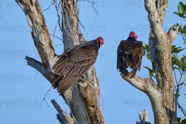 Two vultures perched on bare branches against the blue sky, Turkey Vulture (Cathartes aura), Flamingo, Everglades National Park, Florida, USA