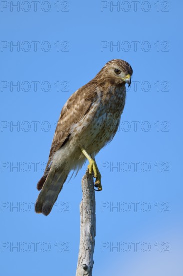 Close-up of a bird of prey on a branch, with clear blue sky in the background, Red-shouldered Hawk (Buteo lineatus), Flamingo, Everglades National Park, Florida, USA