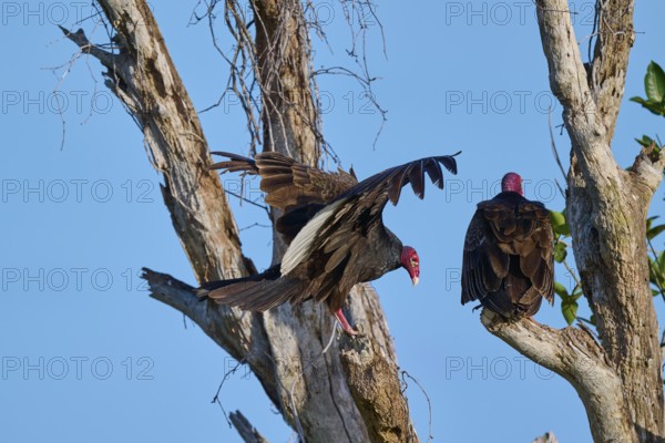 One vulture sits quietly while the other spreads its wings, Turkey Vulture (Cathartes aura), Flamingo, Everglades National Park, Florida, USA