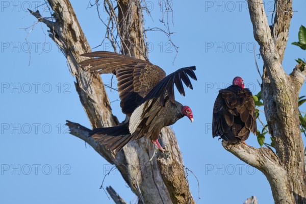 One vulture sits on the tree, the other raises its wings, Turkey Vulture (Cathartes aura), Flamingo, Everglades National Park, Florida, USA