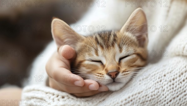 Close-Up Pet Care: Child In White Sweater Caring For Abyssinian Kitten, Stroking Cat'S Head With Love And Gentleness. Thoroughbred Feline Care, AI generated