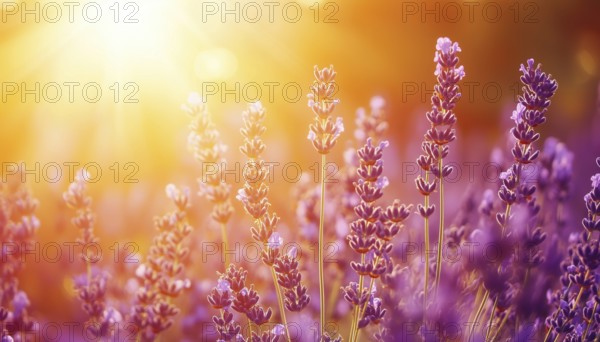 Close-Up View Of Lavender Field In Sunlight With Orange And Gold Sky, Artistic And Zen Nature. Peaceful Garden With Bright Floral Blooms In Idyllic Summer Setting, AI generated