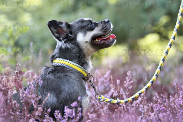 Dog with woven yellow leash and collar combination in purple blooming heather flower field during late summer