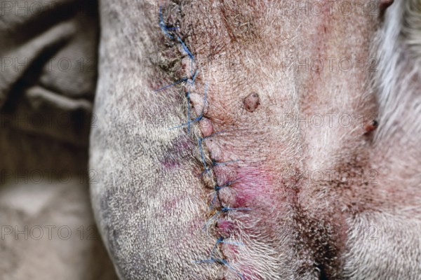 Close up of stitches on amputated dog leg during healing. Post-operative care after limb removal surgery. Dog with Osteosarcoma