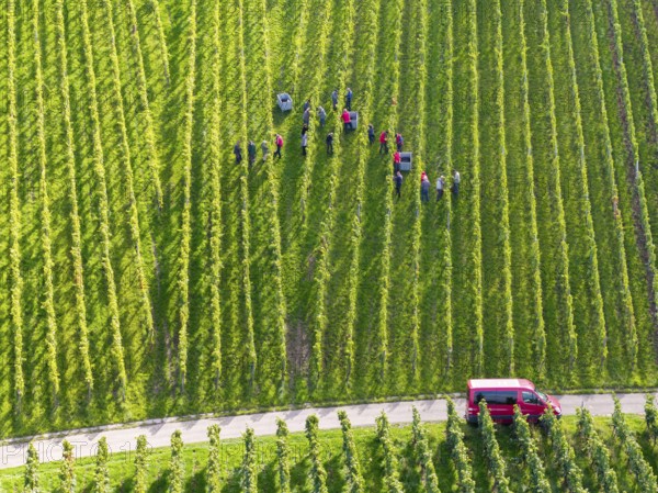 People spread out in the vineyard during the grape grape harvest, red car in sight, grape harvest, near Korb, Remstal, Baden-Württemberg, Germany