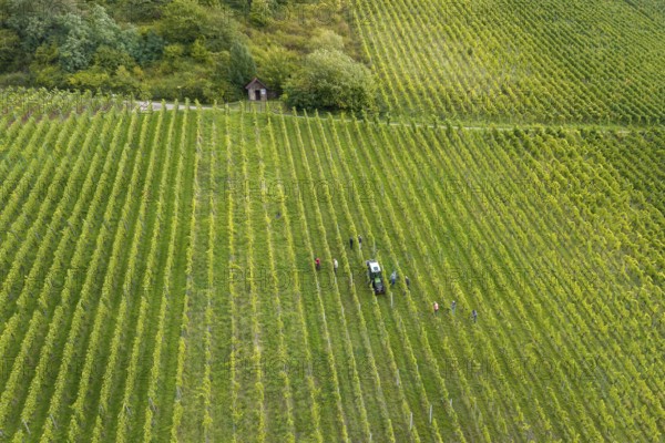 Extensive vineyard with people and tractor in rows of vines, grape grape harvest, near Korb, Rems Valley, Baden-Württemberg, Germany