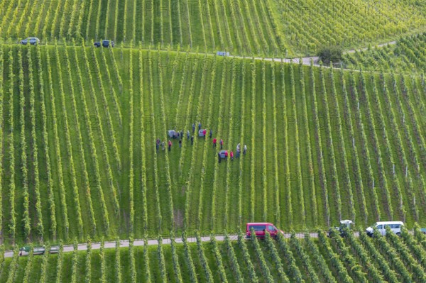 Vineyard with harvesters in rows, cars on a path at the edge, grape grape harvest, near Korb, Rems Valley, Baden-Württemberg, Germany