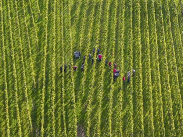 Groups of people collecting grapes in a green vineyard, grape grape harvest, near Korb, Remstal, Baden-Württemberg, Germany