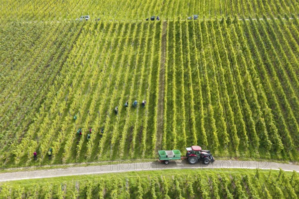Aerial view of a vineyard with harvesters and tractor between the rows of vines, grape grape harvest, near Korb, Rems Valley, Baden-Württemberg, Germany