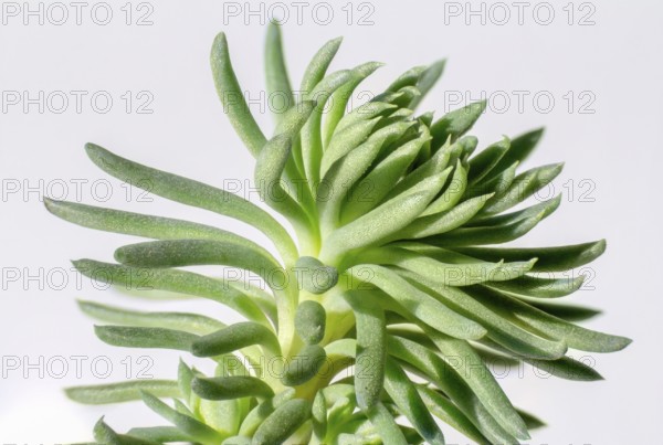Macro shot of a succulent plant detail in light back