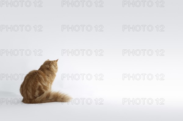 Red Maine Coon Kitten sitting on the ground in light grey back