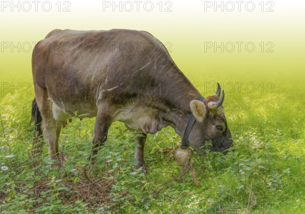 Horned cow with bell seen in Tyrol, a district in Austria