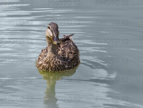 Wild duck swimming on water surface