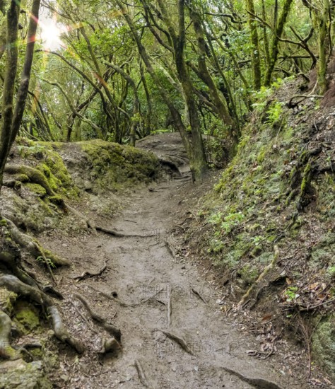 Footpath around Mirador de la Cruz del Carmen at Tenerife, Canary Islands, Spain