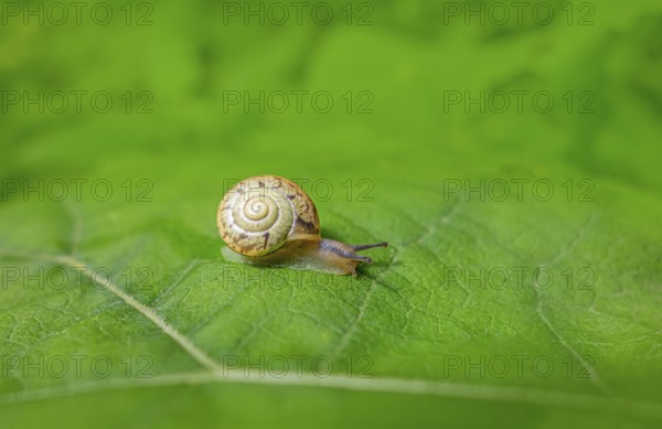 Small land snail with shell creeping on a green leaf