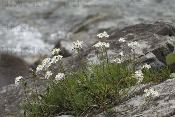 Yarrow (Achillea) by a mountain stream, Lechtal, Tyrol, Austria, Lechtal, Tyrol, Austria
