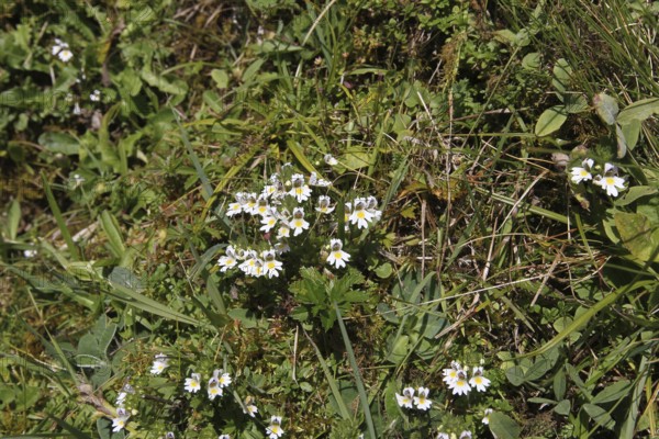 Common eyebright (Euphrasia nemorosa) Allgäu, Bavaria, Germany, Allgäu, Bavaria, Germany