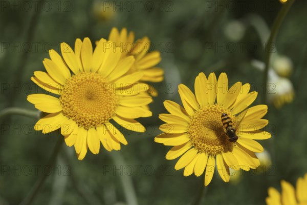 Hoverfly (Syrphidae) on the flower of a dyer's chamomile (Anthemis tinctoria) also called dyer's chamomile, Allgäu, Bavaria, Germany, Allgäu, Bavaria, Germany