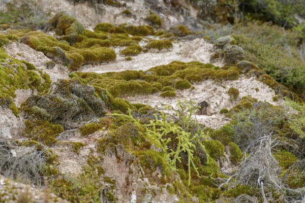 Vegetation closeup at a geothermal site in New Zealand named Craters of the Moon