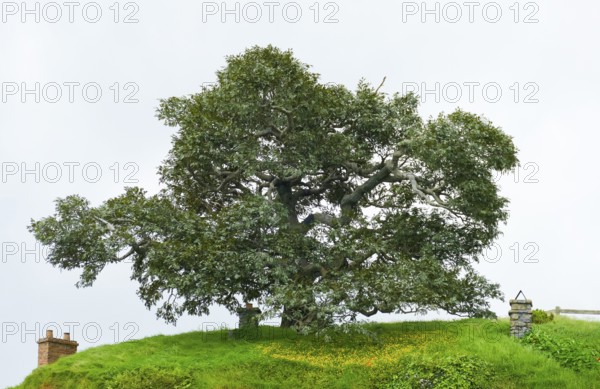 Idyllic scenery with big old tree at The Shire represented by a region near Matama at the North Island of New Zealand