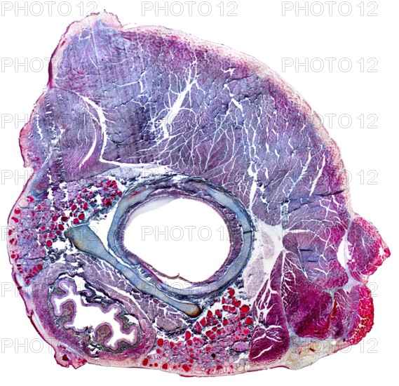 Full frame microscopic shot showing the neck organs from a rat