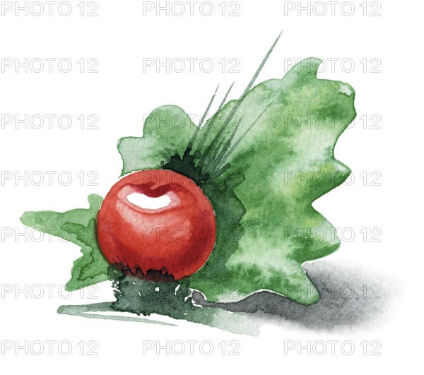 Watercolor illustration showing a vegetarian scenery with green leaf and tomato