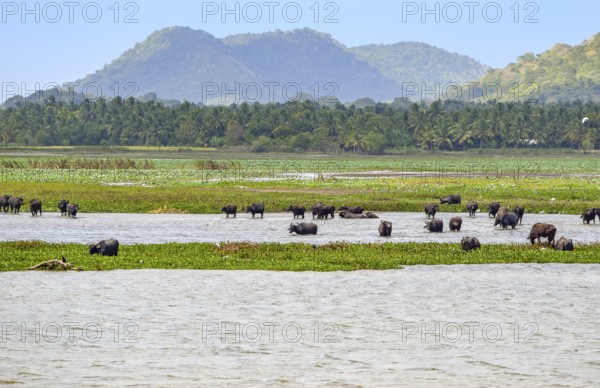 Natural waterside scenery including some cattle seen in Sri Lanka