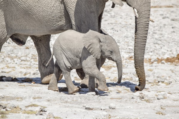 Sunny arid savannah scenery including a african bush elephants cub near his mother seen in Namibia