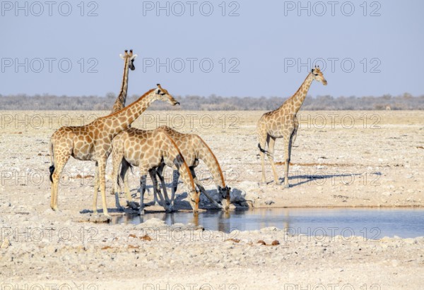 Sunny savannah scenery including a group of giraffes at a waterhole in Namibia
