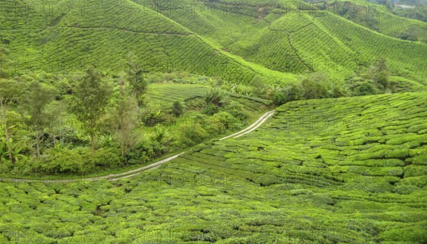 Tea plantation at the Cameron Highlands district in Malaysia