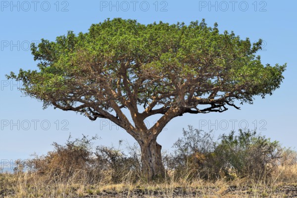 Sunny illuminated big tree seen in Uganda