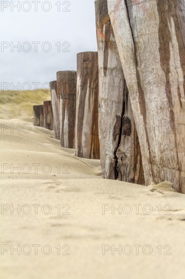 Sandy beach detail showing a groyne and dune overgrown with grass in a dutch province named Zeeland