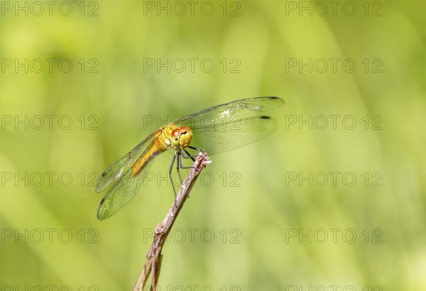 Sunny illuminated resting dragonfly in green blurry ambiance