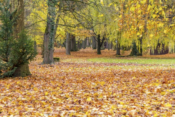 Idylic colorful outdoor scenery in a park at autumn time