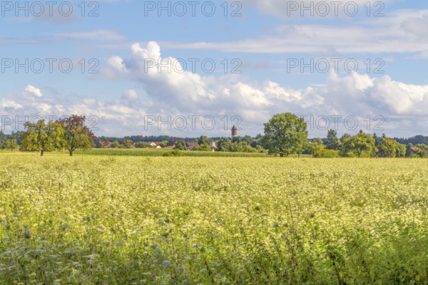 Rural agricultural scenery in Hohenlohe, a area in Southern Germany