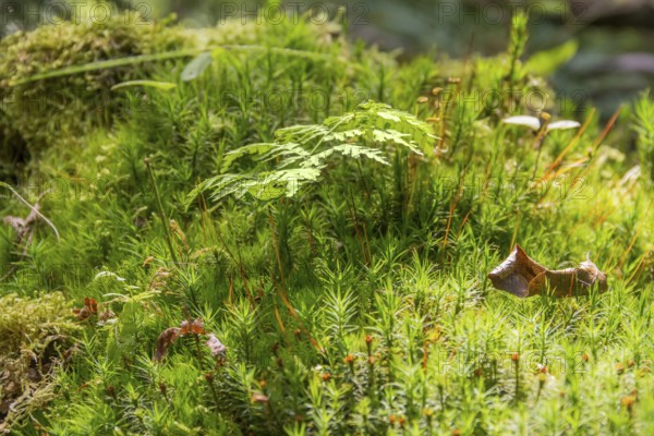 Low angle macro shot showing moss plants and other ground cover vegetation