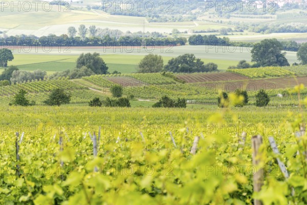 Winegrowing scenery around Loerzweiler in the Rhineland-Palatinate in Germany at spring time